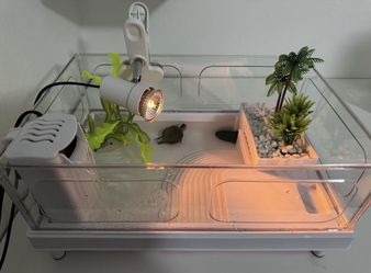 baby turtle & tank