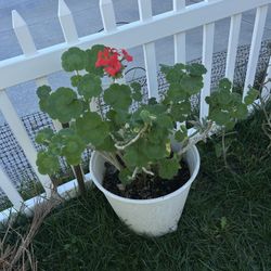 BEAUTIFUL GERANIUM PLANT