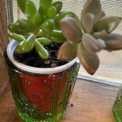 Small Succulents 