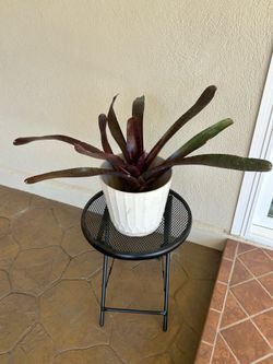 Red Tiger Bromeliad