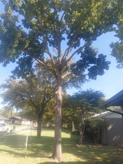 Tree garden Free Estimate