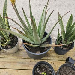 Aloe Vera