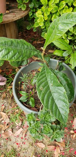 Misperos o albericoques cada uno