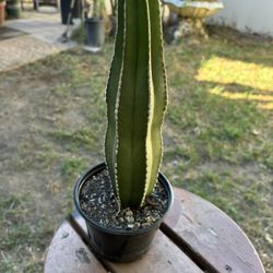 Pachycereus Marginatus Mexican Fence 10”tall