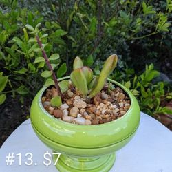 Succulents In Unique Pots
