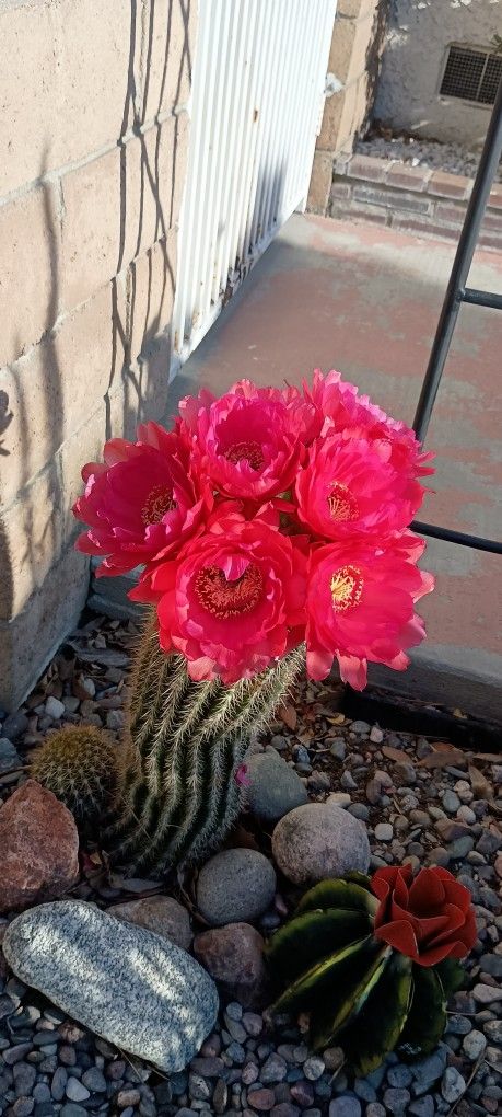 Beautiful Cactus Vin Bloom The First Two Pics Are Example Of Color Available