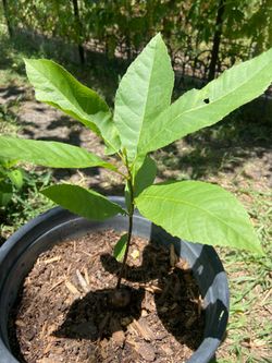 Native Pecan Tree