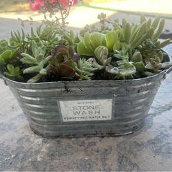 Beautiful Succulent