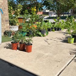 Variety Of Plants 