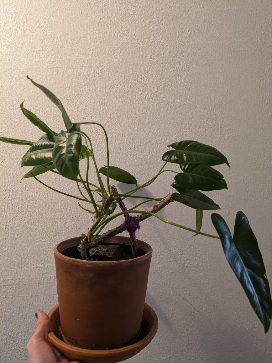 Plant