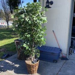 Fake Indoor Plants