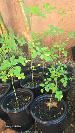 Arbolitos de moringa