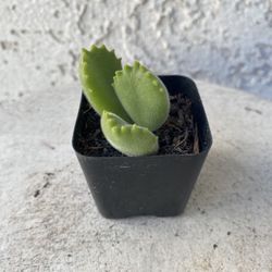 2 Inch Pot Succulent Plant - Bear Paw - Cotyledon Tomentosa - Rooted & Established - Drought Resistant 🪴 Baby Shower or Wedding Favors 
