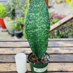 Live Whale Fin Snake 🐍 plant in a plastic nursery planter pot—firm price