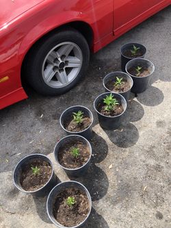 Chilli Pepper 🌶️ Plant Plantas De Chilli 