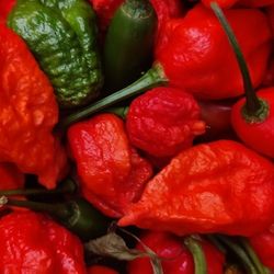 Hot Peppers Crossbreed