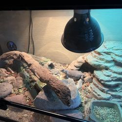 Uromastyx Terrarium 