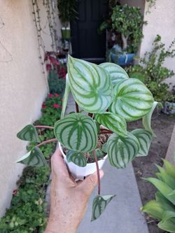 Peperomia Watermelon 🍉 Plant $15
