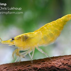 Neocaridina Neon Yellow And Wild Type Shrimp