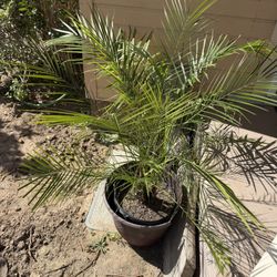 Pygmy Date Palm tree 