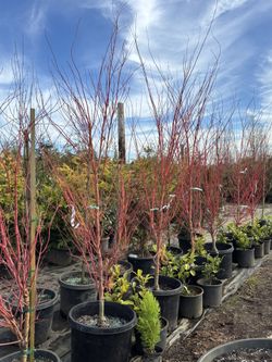 Acer Palmatum Sango Kaku
