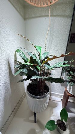 Calathea Rufibarba Live Indoor Plant