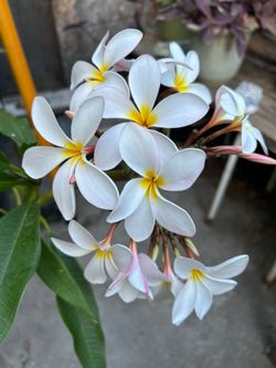 Plants hawaianas $14 each