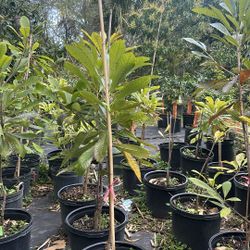 Mamey Tree 10 Gallon