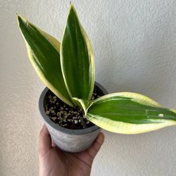 Hahnii Snake Plant