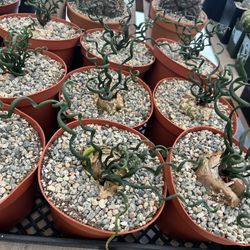 Albuca In 6” Pots $22 Each 