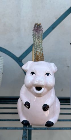 Pig succulent