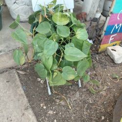 Philodendron Brazil Plant