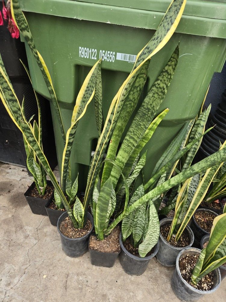 Snake plant
