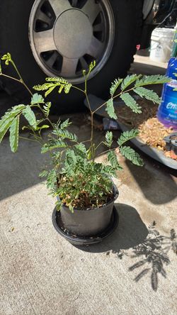 Planta de guajes