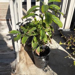 Avacado Tree   2 Years  Old 