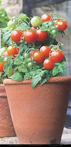 Organik Large cherry tomatoes plant in a week you will eat organic tomatoes 10-inch Grower P-