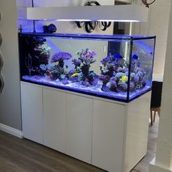 Full Mixed Reef Tank Setup 150g Peninsula