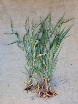 Perennial plant $5. Pick-up In Aurora.