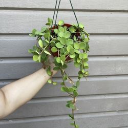 6” Peperomia Hope