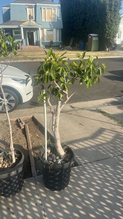 Plants $10 each both for $20