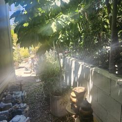 Over 8ft Tree Plant ☘️🌵☘️🌵 I