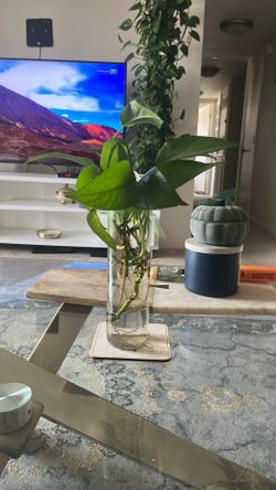 Indoor Plant