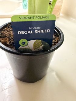 Regal shield