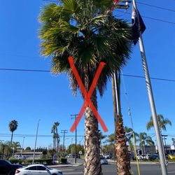 Palm Trees Tree