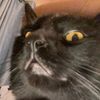 Juji 