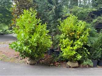 Huge English laurel privacy bushes