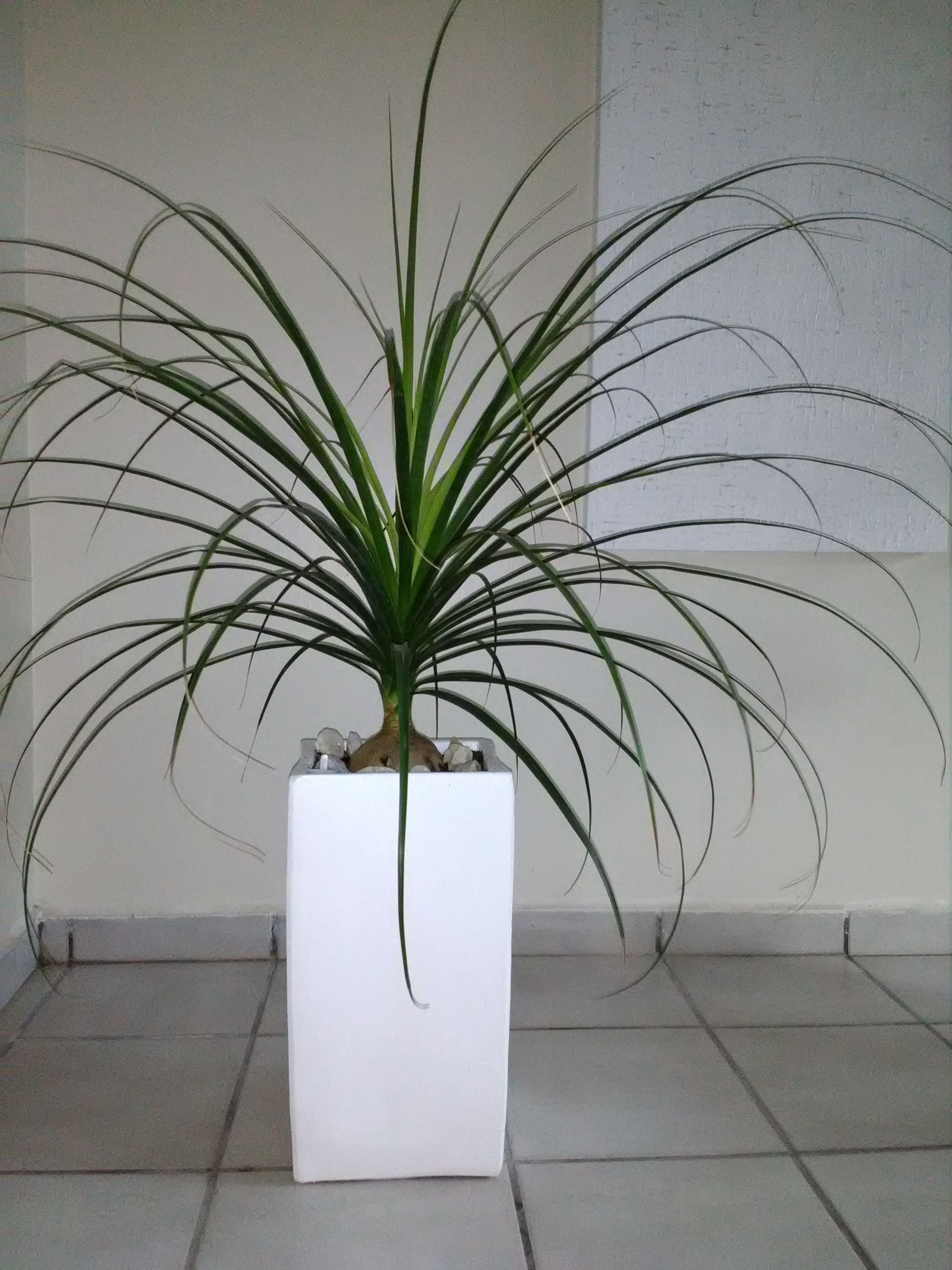 Home Decor, decorative Plant in large planter pot, living room dining room bedroom