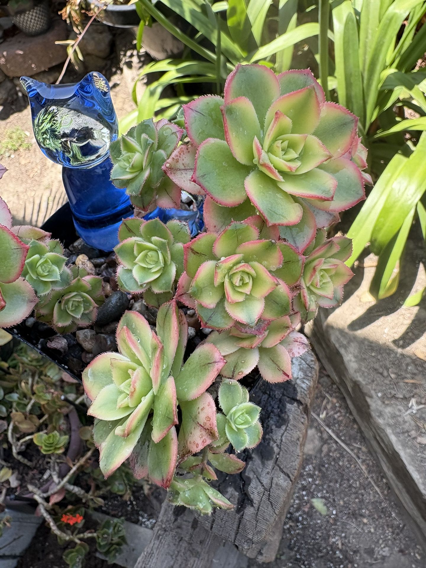 Succulents