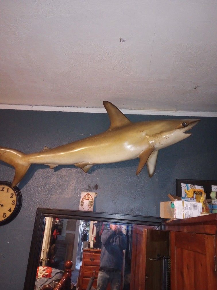 Mounted hammerhead shark