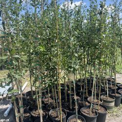 Live Oak 25$ Each 